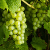 Green (Dessert / Table) Grape Vitis Vinifera Fruit Vine Seeds – photo 6