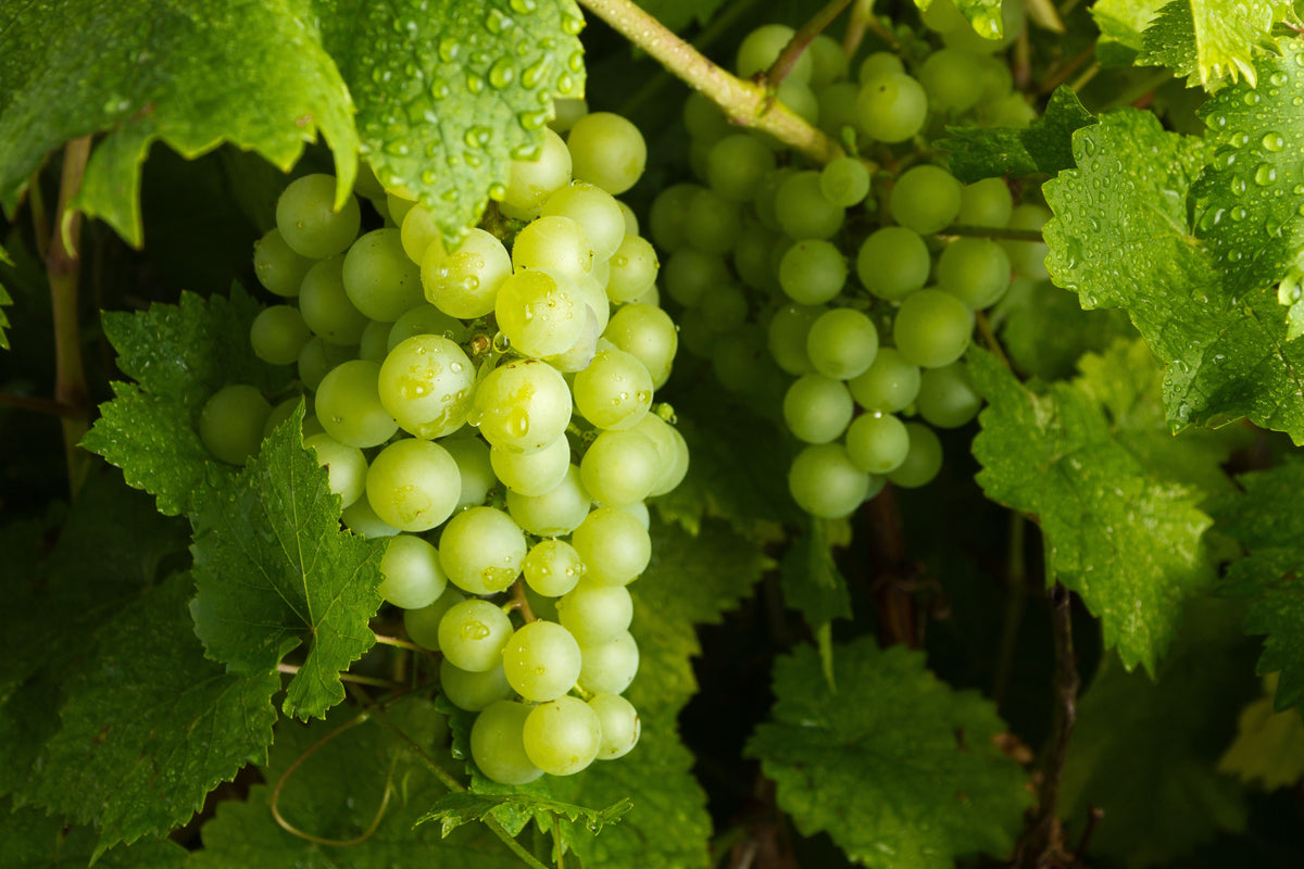 Green (Dessert / Table) Grape Vitis Vinifera Fruit Vine Seeds – photo 6