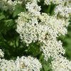 20 SWEET CICELY Myrrhis Odorata Herb Fragrant Flower Licorice Flavor Seeds