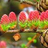 25 EUROPEAN LARCH TREE Pine Pinetree Evergreen Larix Decidua Seeds
