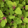 100 GIANT GOOSEFOOT Chenopodium Giganteum Purple Magenta Spreen Vegetable Seeds