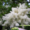 3 FRINGE TREE Chionanthus Virginicus Old Man's Beard White Flower Seeds