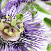 20 PURPLE PASSION FRUIT Passionflower Granadilla Passiflora Edulis Flower Vine Seeds