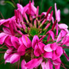 200 CHERRY QUEEN CLEOME Spinosa Hassleriana Carmine Rose Spider Flower Seeds