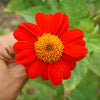 50 RED MEXICAN Torch SUNFLOWER Tithonia Rotundifolia Red Orange Flower Seeds