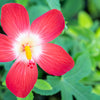40 AMBRETTE / MUSK MALLOW Hibiscus Abelmoschus Moschatus Flower Seeds