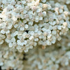 1000 WHITE YARROW Achillea Millefolium Flower Seeds