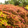 Mixed Colors Coleus Rainbow Mix Seeds – Shade Houseplant Solenostemon Flower – photo 19