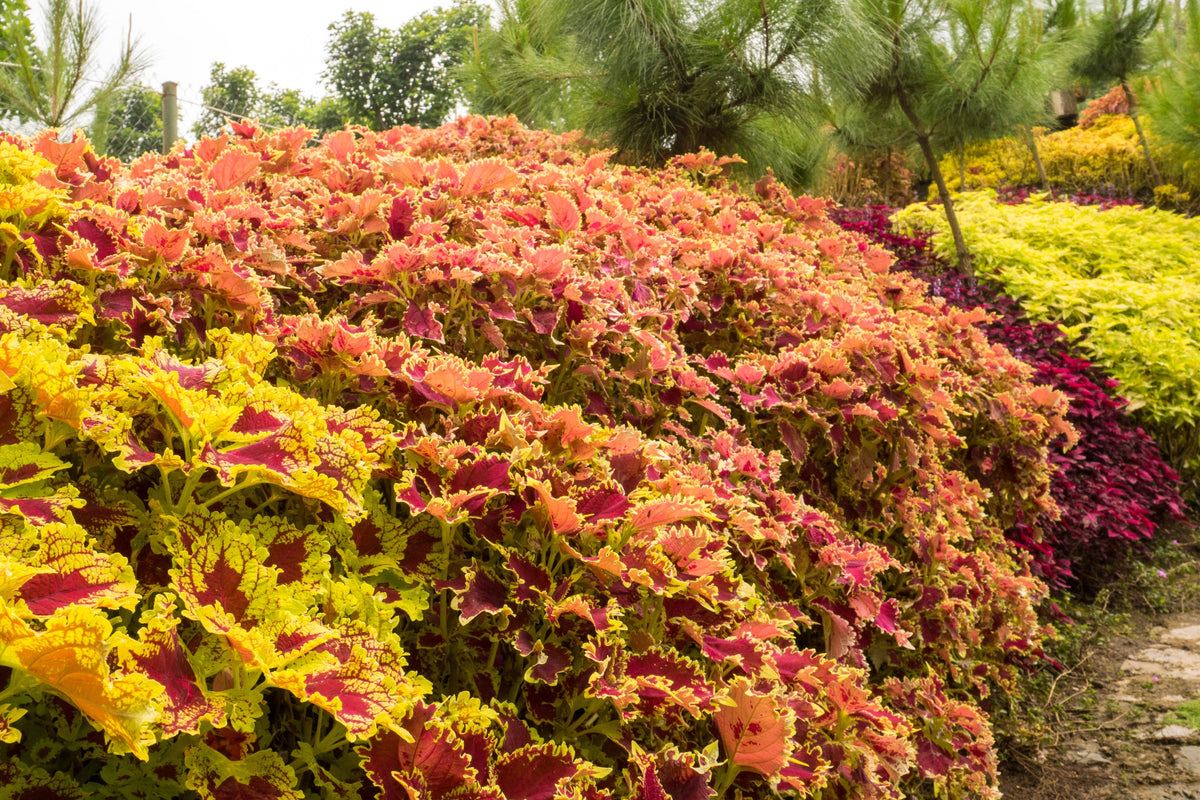 Mixed Colors Coleus Rainbow Mix Seeds – Shade Houseplant Solenostemon Flower – photo 19