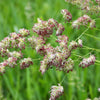 3000 QUICKDRAW ORCHARDGRASS Cat Grass Petgrass Cocksfoot Cool-Season Sun or Shade Dactylis GlomerataPerennial Bunchgrass Quick Draw Grass Seeds