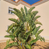 5 GIANT BIRD OF PARADISE Tree Strelitzia Nicolai Wild Banana White Crane Blue Purple Flower Houseplant Seeds