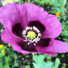 400 PERSIAN BLUE POPPY Papaver Somniferum Flower Seeds