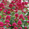 50 RED JUPITER'S BEARD Valerian Keys of Heaven Centranthus Ruber Flower Seeds