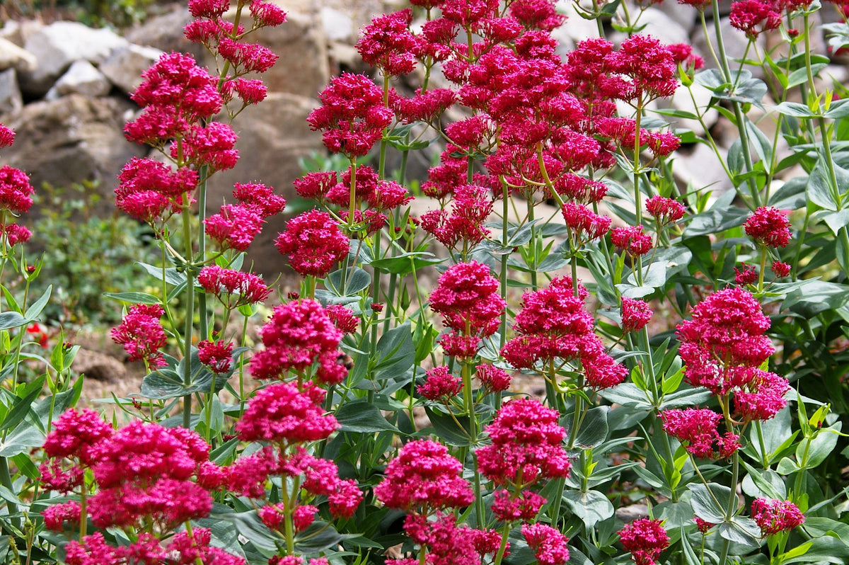 Tehel Ruber 50 RED JUPITER'S BEARD Valerian Keys of Heaven Centranthus Ruber Flowe ...