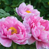 10 TREE PEONY Mountain Paeony Paeonia Suffruticosa Arborea Mixed Colors Red Pink White Purple Yellow Bicolor Flower Shrub Seeds