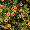 100 BLUE & SCARLET PIMPERNEL Anagallis Monellii Anagallis Arvensis Flower Seeds