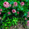 75 RED SWAMP MILKWEED Asclepias Incarnata Flower Seeds