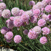 50 SEA THRIFT Armeria Maritima California Sea Pink Cliff Rose Cushion Pink Lavender Native Maritime Flower Seeds