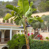 5 GIANT BIRD OF PARADISE Tree Strelitzia Nicolai Wild Banana White Crane Blue Purple Flower Houseplant Seeds