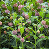 100 PINK MILKWEED Common Asclepias Syriaca Monarch Flower Seeds