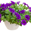 100 PURPLE PETUNIA Hybrida Pollinator Garden Container Flower Seeds