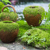 50 IRISH MOSS Groundcover Heath Pearlwort Sagina Subulata White Flower Seeds