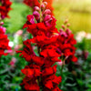 250 RUBY RED SNAPDRAGON Antirrhinum Majus Flower Seeds