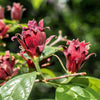 10 SWEETSHRUB Carolina Allspice Fragrant Calycanthus Floridus Shrub Flower Seeds
