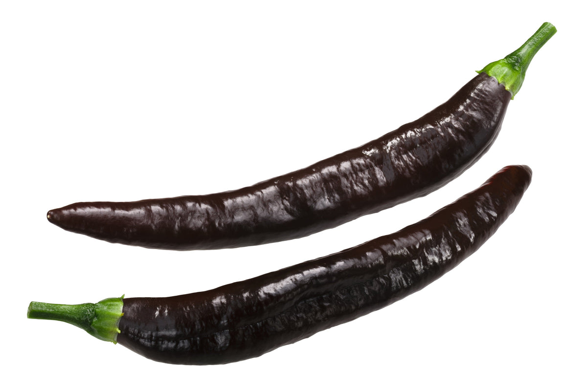Pasilla Bajio Pepper Seeds (Capsicum annuum)