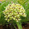 20 Green SPIDER MILKWEED Asclepias Viridis White Purple Monarch Flower Seeds