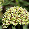20 Green SPIDER MILKWEED Asclepias Viridis White Purple Monarch Flower Seeds