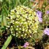 20 Green SPIDER MILKWEED Asclepias Viridis White Purple Monarch Flower Seeds