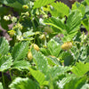 100 YELLOW WONDER STRAWBERRY Everbearing Heirloom Alpine Fragaria Vesca Yellow Berry Fruit Seeds