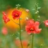 50 SCARLET MASK FLOWER Hummingbird Plant Red Alonsoa Warscewiczii Seeds