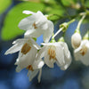 50 WASHINGTON HAWTHORN Crataegus Phaenopyrum Mayflower Shrub Tree Edible Fruit & White Flowers Seeds