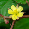 100 TOSSA JUTE Mallow Corchorus Olitorius African Sorrel Bush Okra Twine Vegetable Seeds