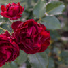 5 BURGUNDY CLIMBING ROSE Red Rosa Bush Vine Climber Fragrant Flower Seeds