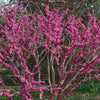 40 CHINESE REDBUD Cercis Chinensis Shrub Small Tree Pink Purple Flower Seeds