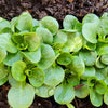 500 Dutch CORN SALAD Lambs Lettuce Valerianella Locusta Herb Vegetable Seeds