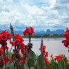 5 RED CANNA LILY Indian Shot Canna Indica Flower Seeds