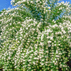 20 SWEET MOCK ORANGE English Dogwood Philadelphus Coronarius Shrub Flower Seeds