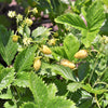 100 YELLOW WONDER STRAWBERRY Everbearing Heirloom Alpine Fragaria Vesca Yellow Berry Fruit Seeds