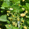 20 ' PINEAPPLE CRUSH ' STRAWBERRY Everbearing Fragaria Vesca Alpine White Yellow Berry Seeds