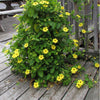 25 MIXED THUNBERGIA Alata VINE Black Eyed Susan Orange White Yellow Flower Seeds