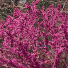 40 CHINESE REDBUD Cercis Chinensis Shrub Small Tree Pink Purple Flower Seeds