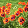 100 PRINCE of ORANGE POPPY Oriental Poppy Papaver Orientale Perennial Flower Seeds