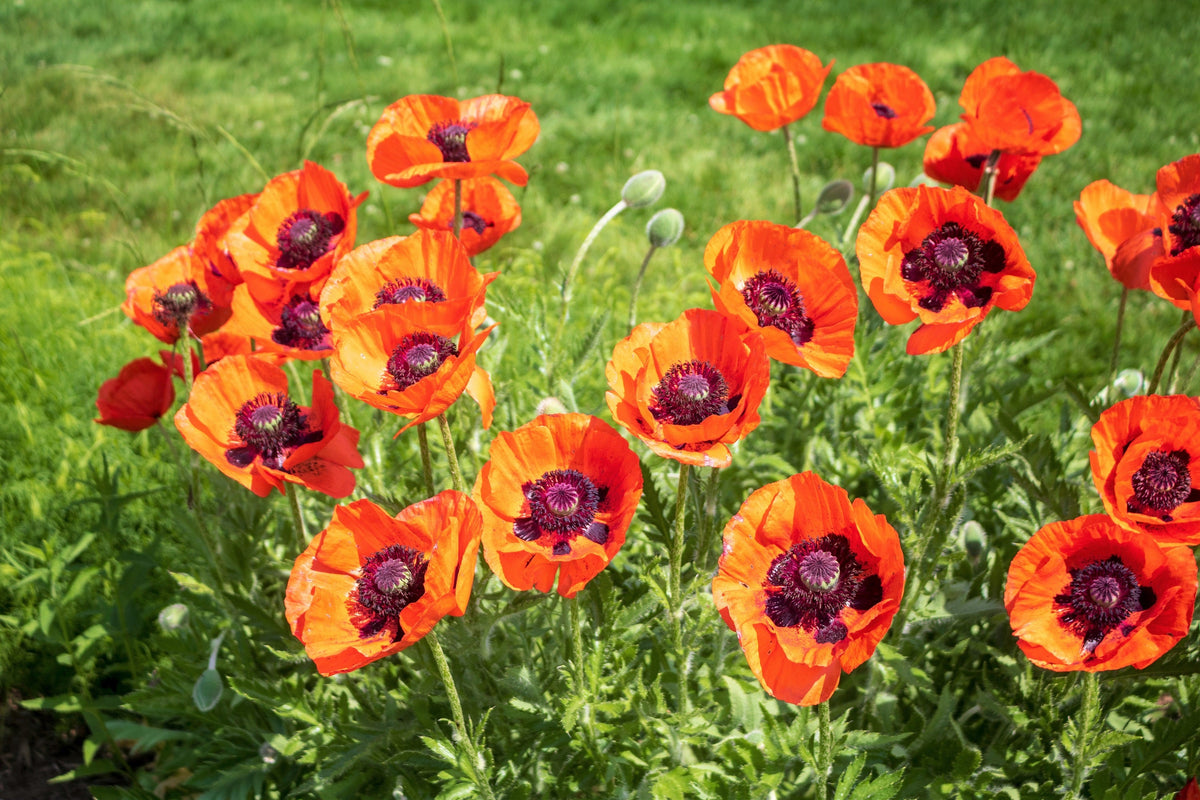 Mixed Colors Oriental Poppy Papaver Orientale Flower Seeds – photo 11