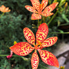 10 FRECKLEFACE BLACKBERRY LILY (Leopard Lily) Belamcanda Chinensis Iris Domestica Flower Seeds