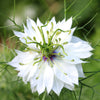 500 White LOVE IN A MIST ( Fennel Flower ) Nigella Damascena Flower Seeds