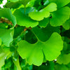 10 GINKGO BILOBA Maidenhair Tree Yellow Fall Orange "Fruit" Herb Seeds